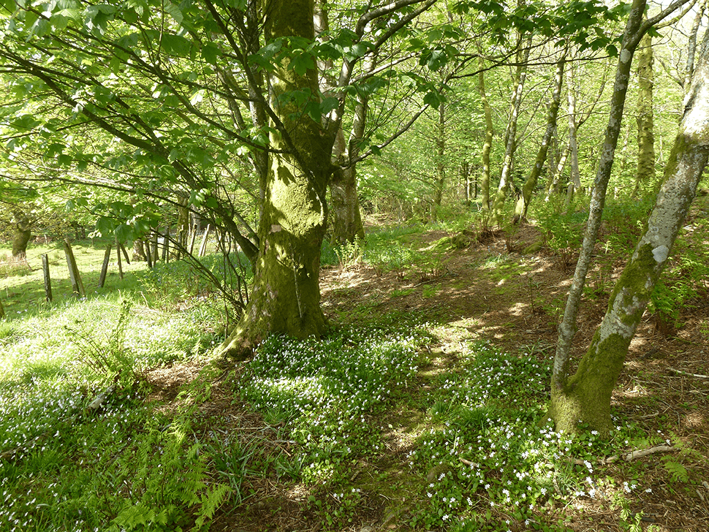 Brockloch Treehouse Exterior